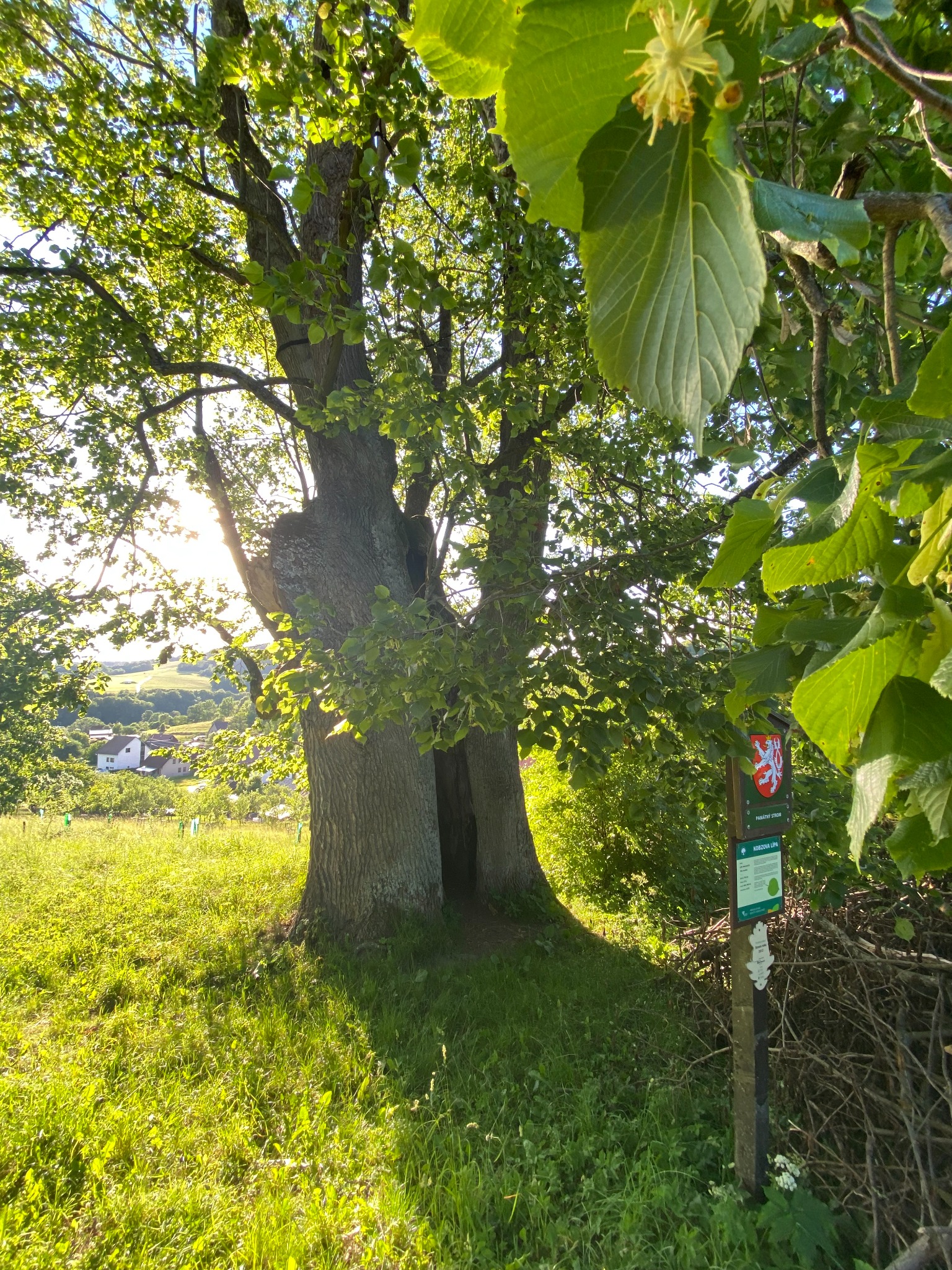 Original photograph of Kobzova lípa, the linden tree near Francova Lhota in the Czech Republic